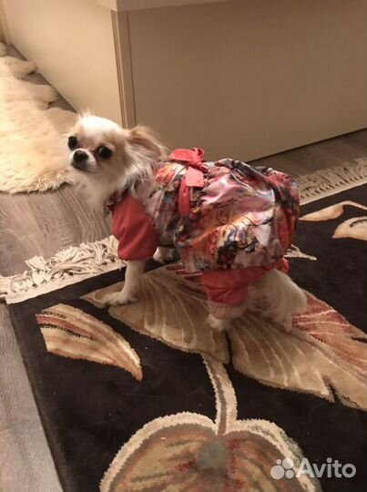 Комбинезон демисезонный для чихуа девочки