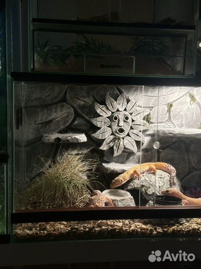 Эублефары с террариумами