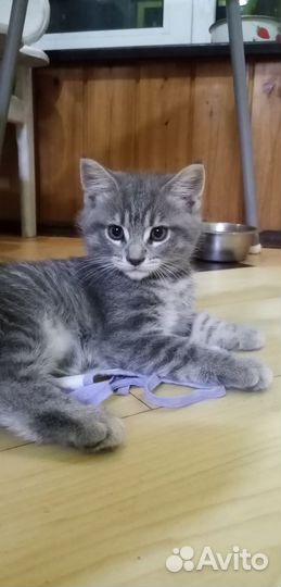 Котята мейн-кун метис за так