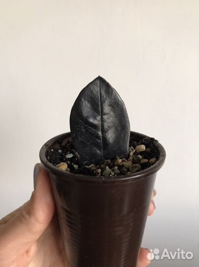 Замиокулькас Равен Raven чёрный