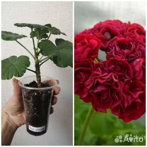 Пеларгония