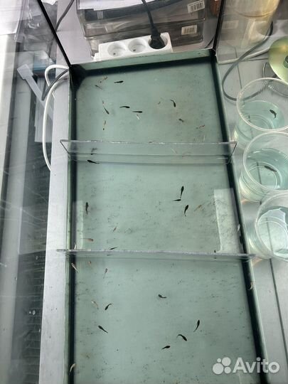 Рыбка петушок