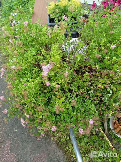 Спирея, гортензия, боярышник