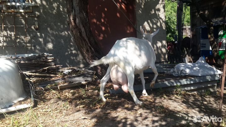 Козье молоко, сыр, творог, йогурт, масло