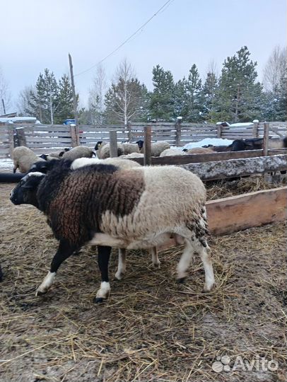 Овцы бараны