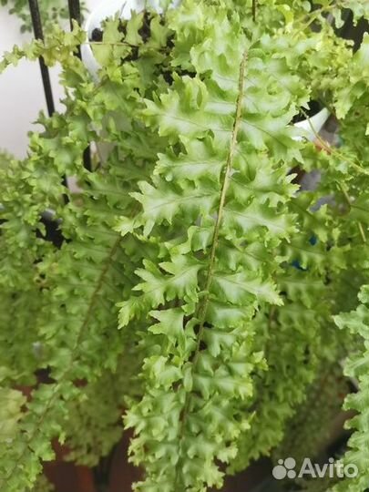 Папоротник ажурный комнатный