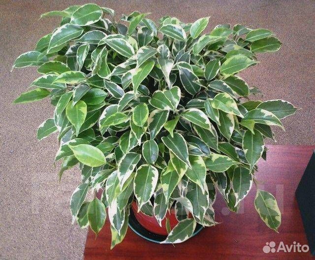 Фикус Бенджамина Грин Кинки
