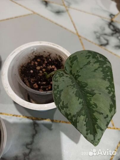 Комнатные растения