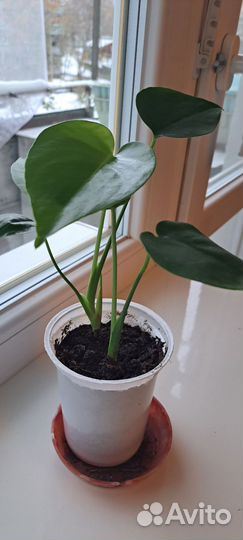 Комнатные растения