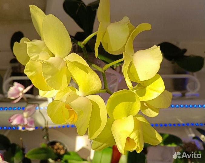 Орхидея фаленопсис бабочка