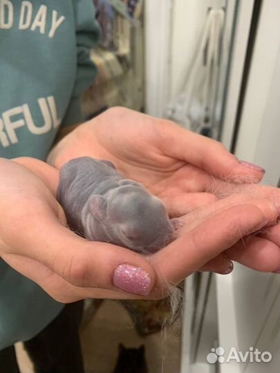 Декоративные кролики