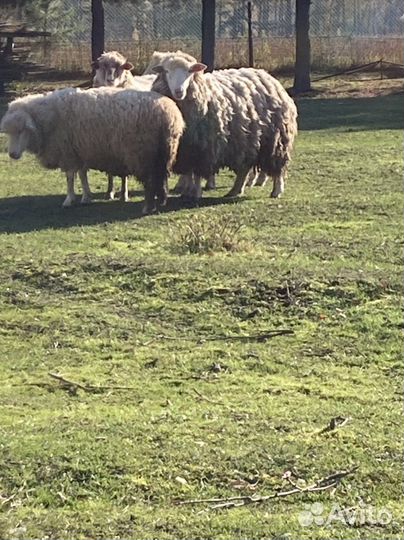 Куйбышевский баран