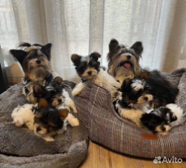 Микро Мини Стандарт