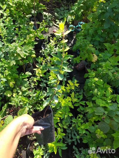 Саженцы жимолости