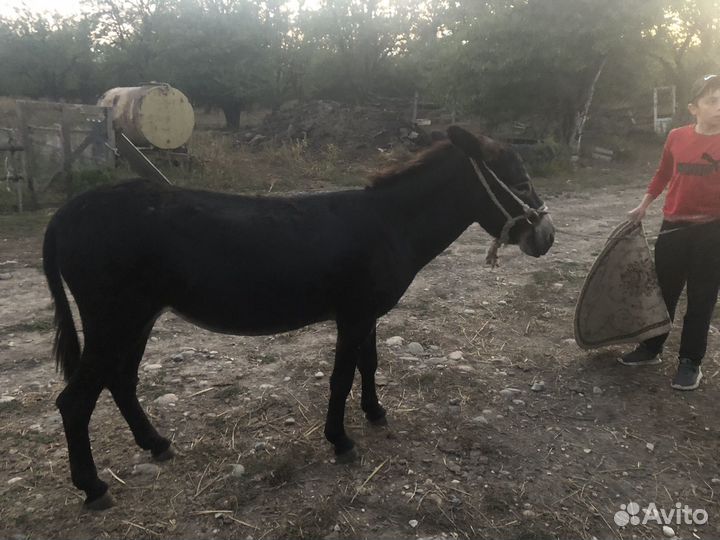 Ослица Ослик Осёл