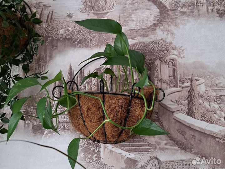 Сциндапсус