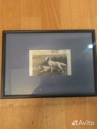 Открытка в рамке, собаки