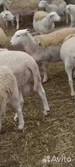 Овцы породы дорпер черноголовые и белоголовые