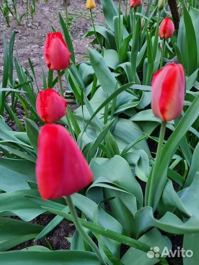Тюльпаны