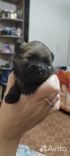 Щенки шпица