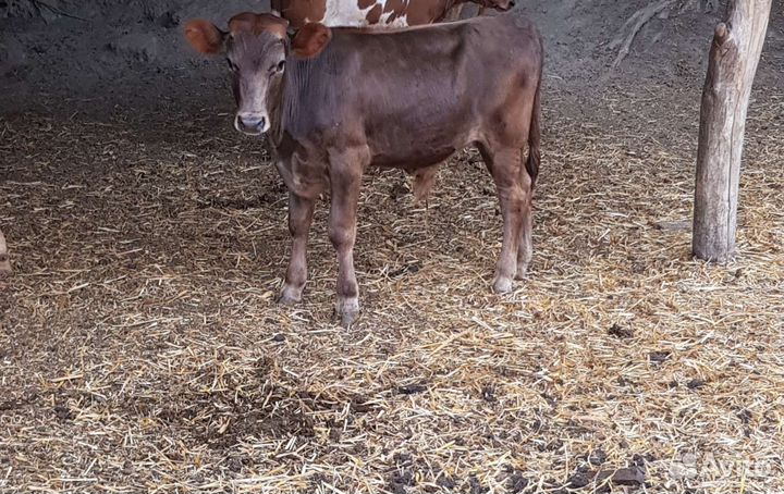 Племенной бык