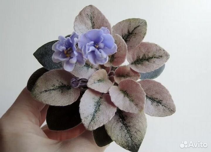 Излишки деток сортовых фиалок