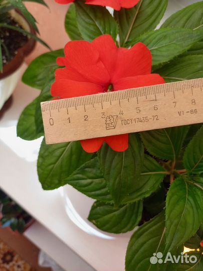 Бальзамин Новогвинейский