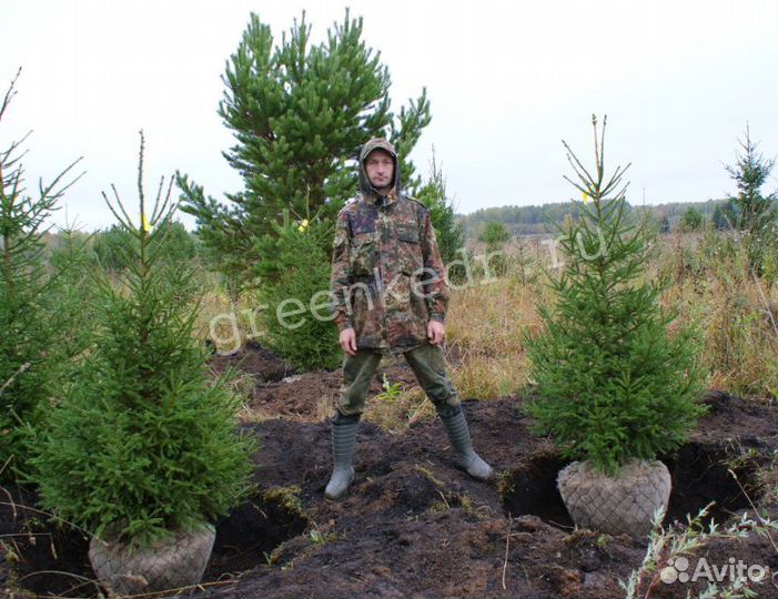 Саженцы Ель Сибирская 150см