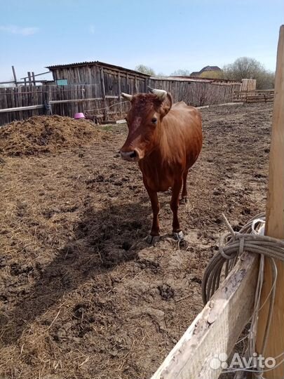 Продам коров