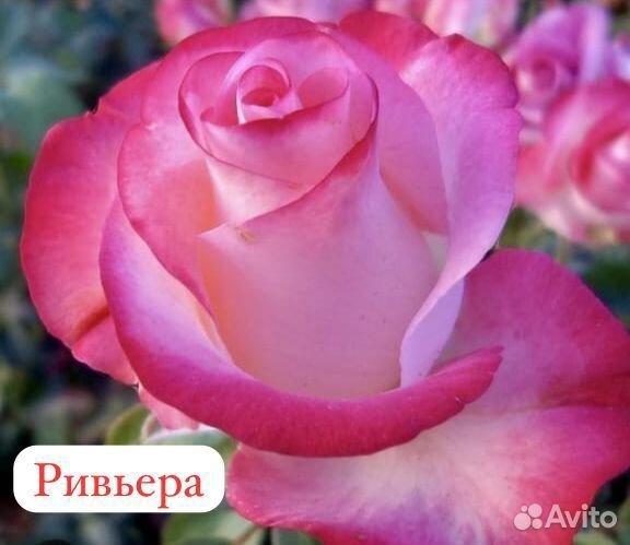 Розы многолетние