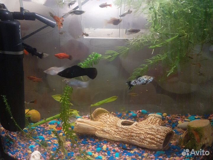 Аквариумные рыбки