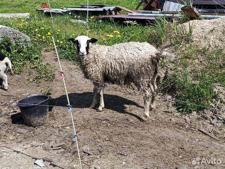 Овцы 50 % дорпер