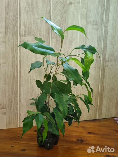 Фикус бенджамина