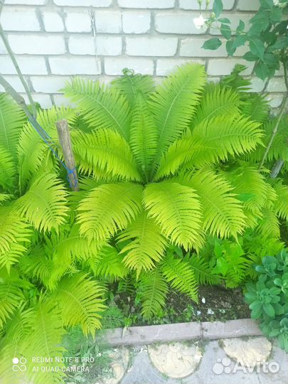 Папоротник