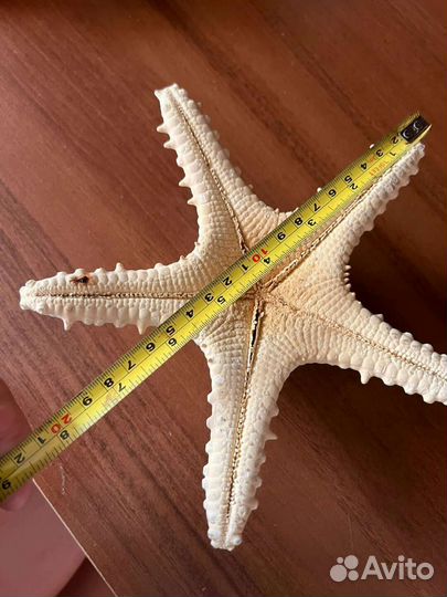 Ракушкка и звезда морские