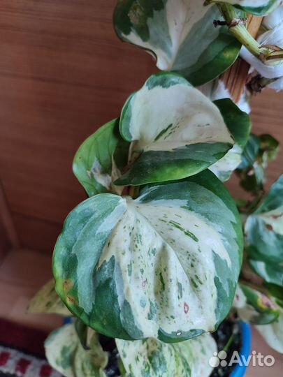 Эпипремнум marble apple или happy leaf