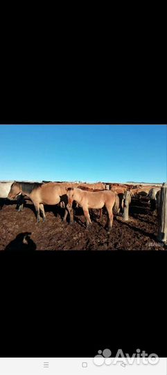 Кобылы башкирской породы