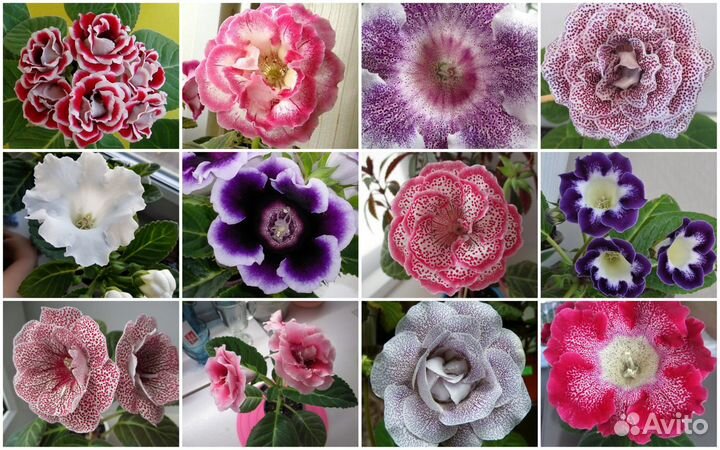 Семена Глоксиний и Тидей по почте