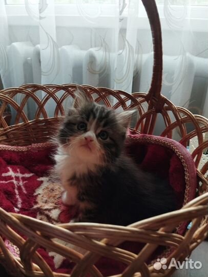 Котенок девочка