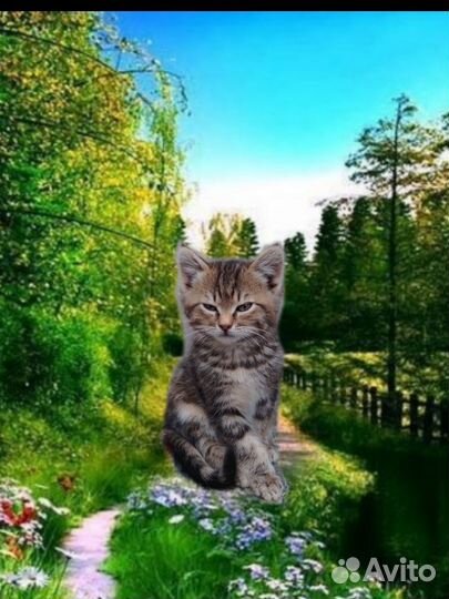 Британский кошки