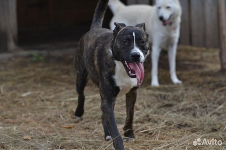 Собака, метис питбуля Марсель в дар