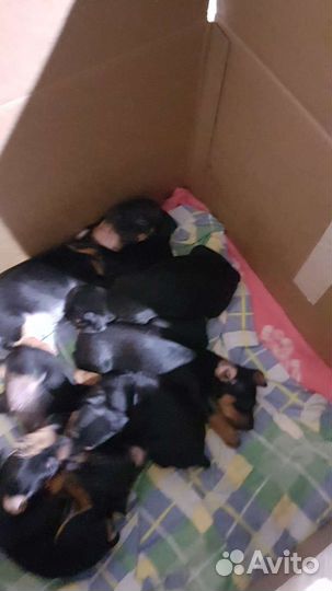 Щенки породы цвергпинчер (карликовый пинчер)