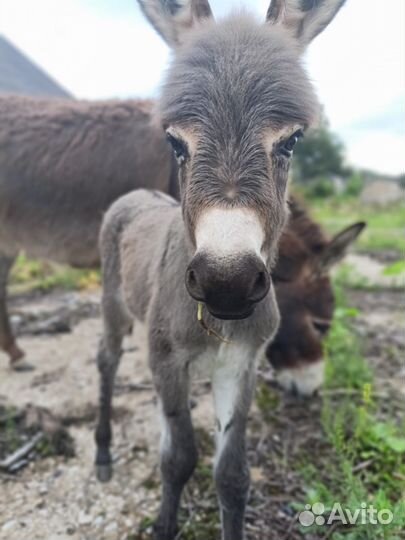 Продажа ослов