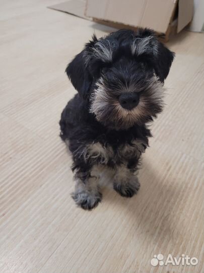 Щенок Цвергшнауцера