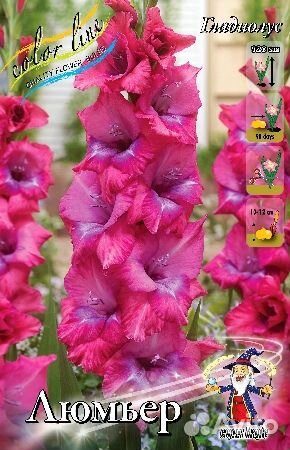 Гладиолусы сортовые, гофрированные, крупные