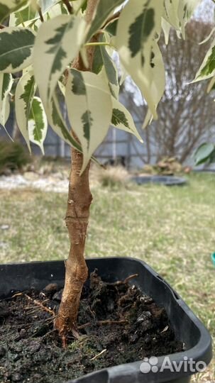 Фикус бенджамина белый