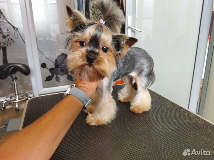 Стрижка собак, экспресс линьки