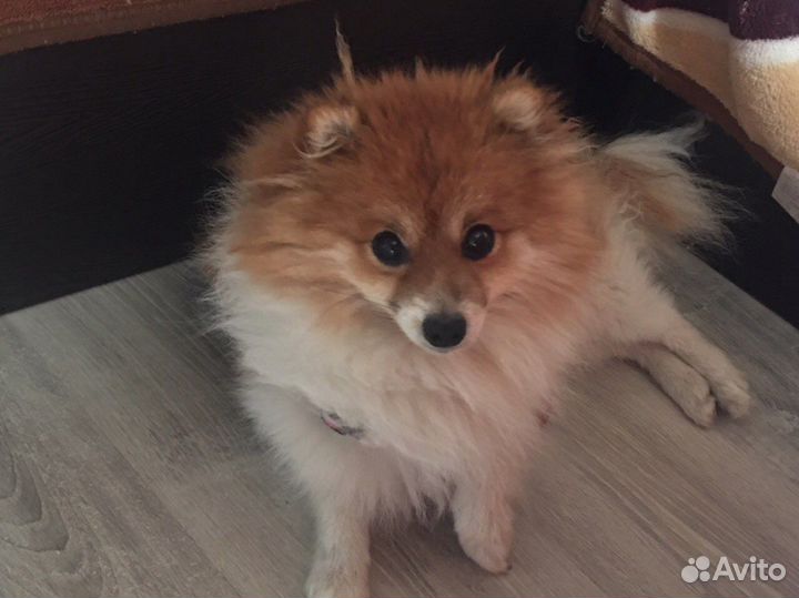 Шпиц вязка мальчик