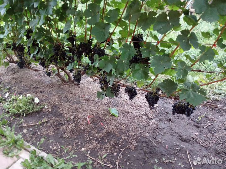 Саженцы и черенки винограда