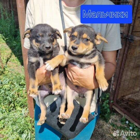 Щенки в добрые руки